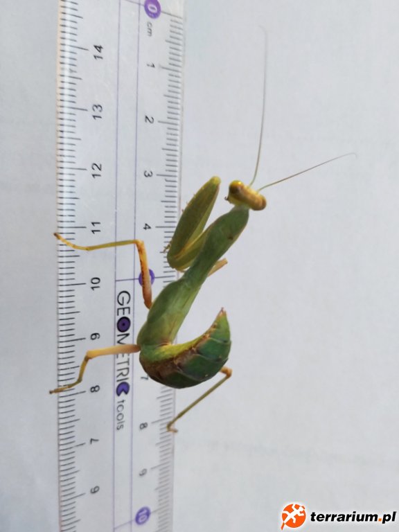 Sphodromantis L6/L7