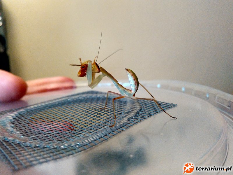 Sphodromantis L3/L4
