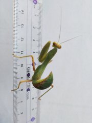 Sphodromantis L6/L7