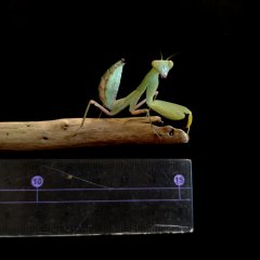 Sphodromantis L5/L6