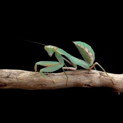 Sphodromantis L6/L7