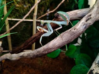 Sphodromantis L6/L7