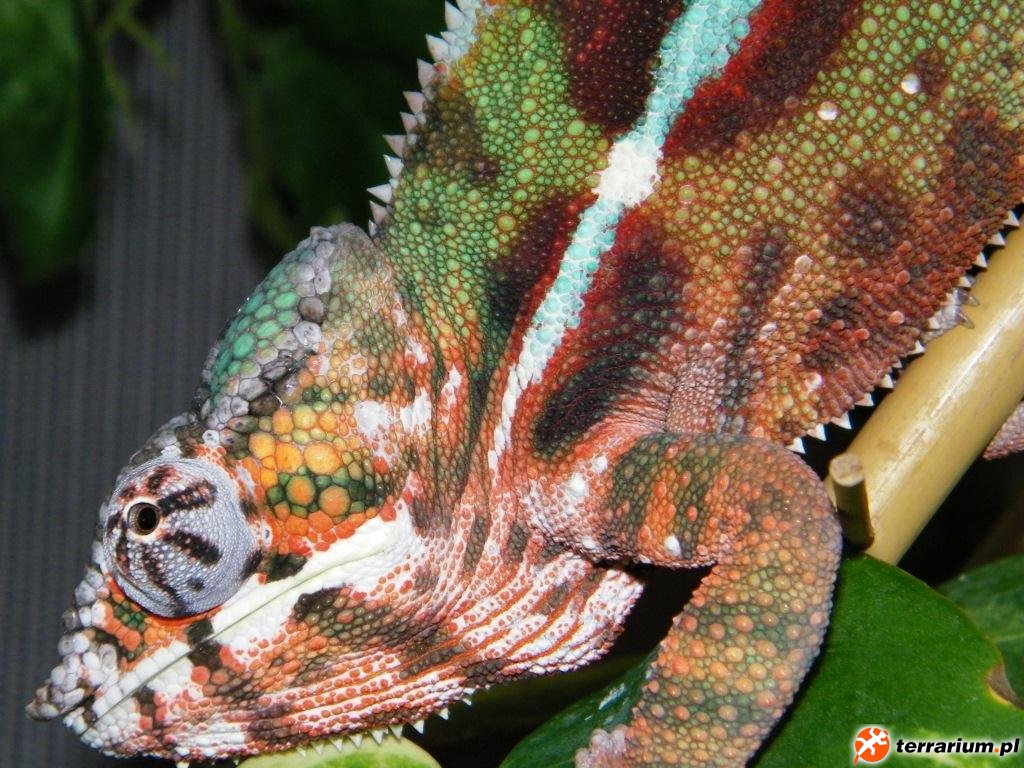 Diego Suarez
