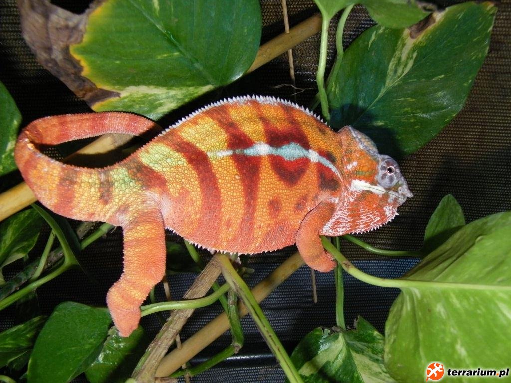 Diego Suarez