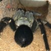 Phormictopus sp. green gold carapax - Adult female
