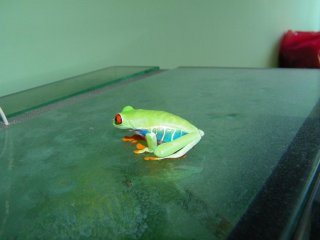 Chwytnica czerwonooka Chwytnica czerwonooka