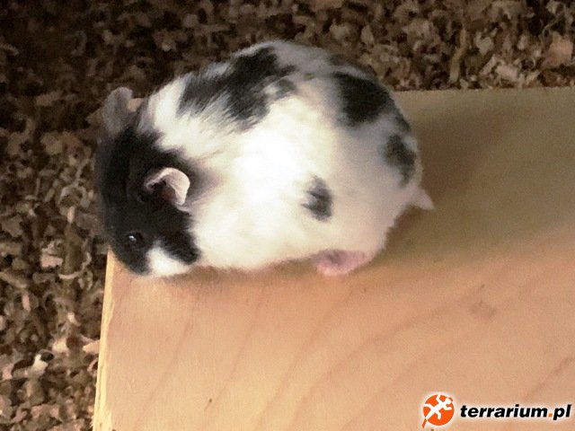 Panda,