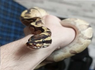 Fire Enchi YB
