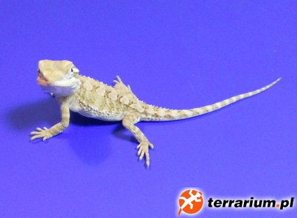 heniek 06 0