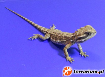 heniek 01 0