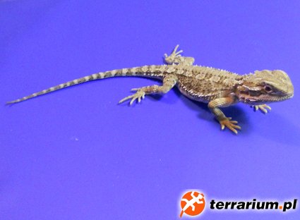 heniek 07 0
