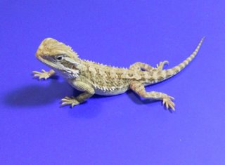 heniek 09 0 heniek 09 0