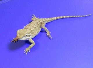 heniek 08 0 heniek 08 0