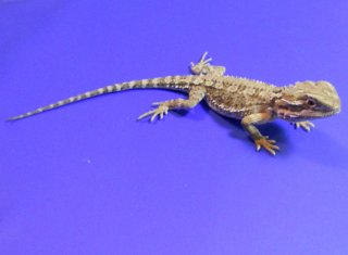 heniek 07 0 heniek 07 0