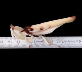 Dorosła samica (kilka dni po wylince) - ok. 8cm
