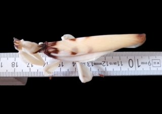 Dorosła samica (kilka dni po wylince) - ok. 8cm