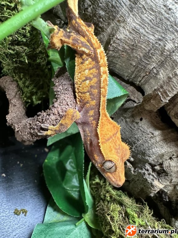 tricolor