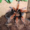 Brachypelma boehmei