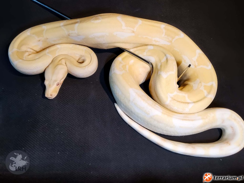 BCI #1 Sharp Albino Samica