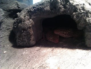 lili i lucek lili i lucek