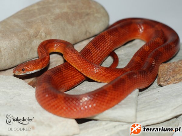 Bloodred
