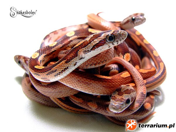 Hypo/striped/motley