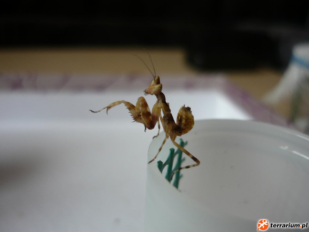 Creobroter gemmatus