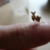 Creobroter gemmatus