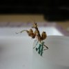 Creobroter gemmatus