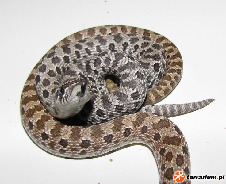 Heterodon nasicus axanthic