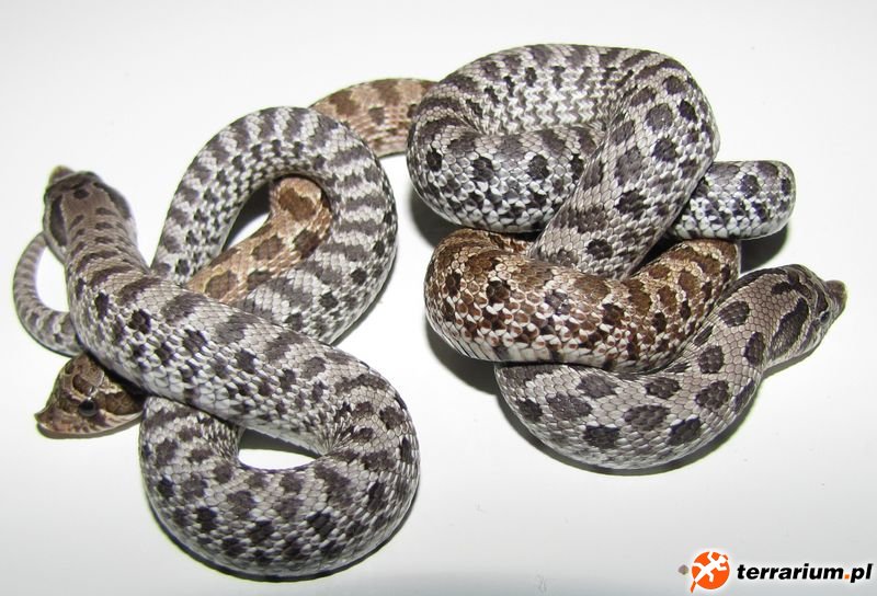 Heterodon nasicus axanthic