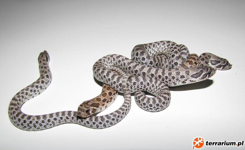 Heterodon nasicus axanthic
