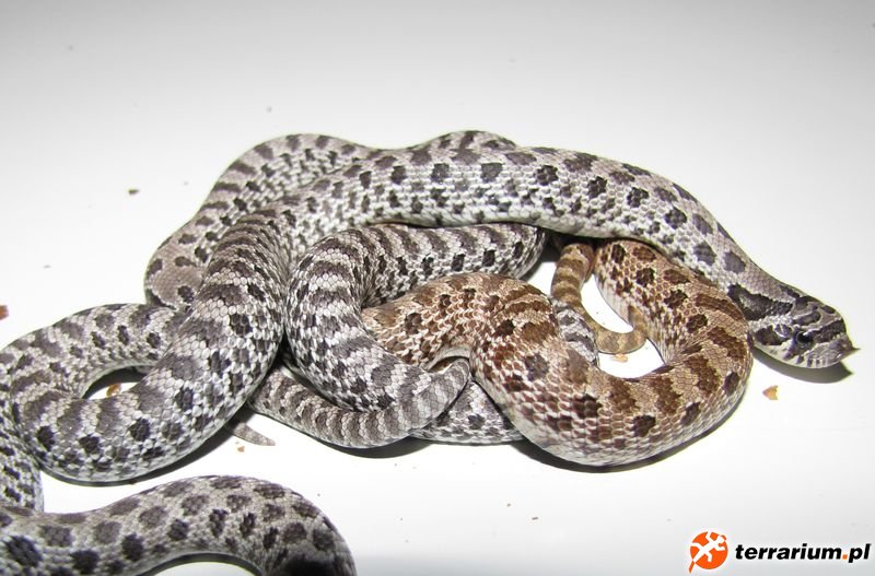 Heterodon nasicus axanthic