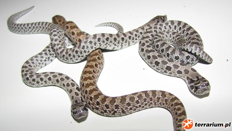 Heterodon nasicus axanthic