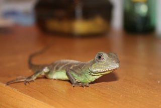 IMG 0723