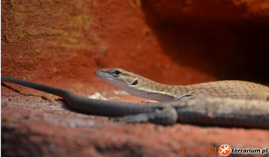 Varanus tristis orientalis