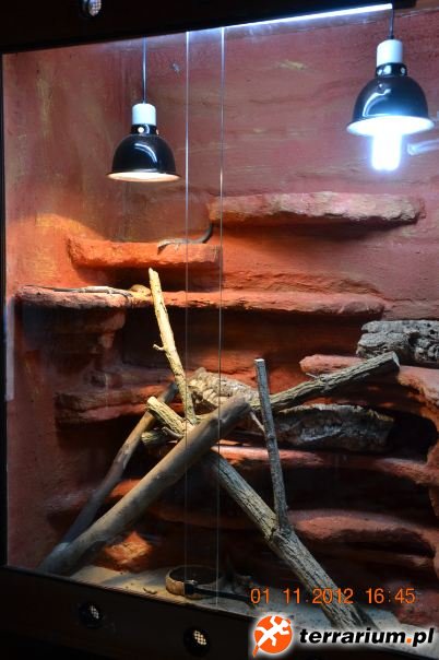 Varanus tristis orientalis