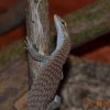 Varanus tristis orientalis