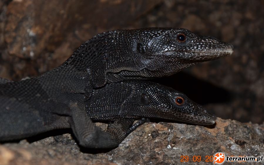 Varanus beccarii