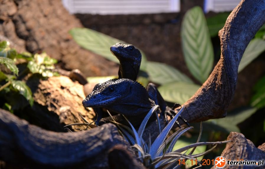 Varanus beccarii