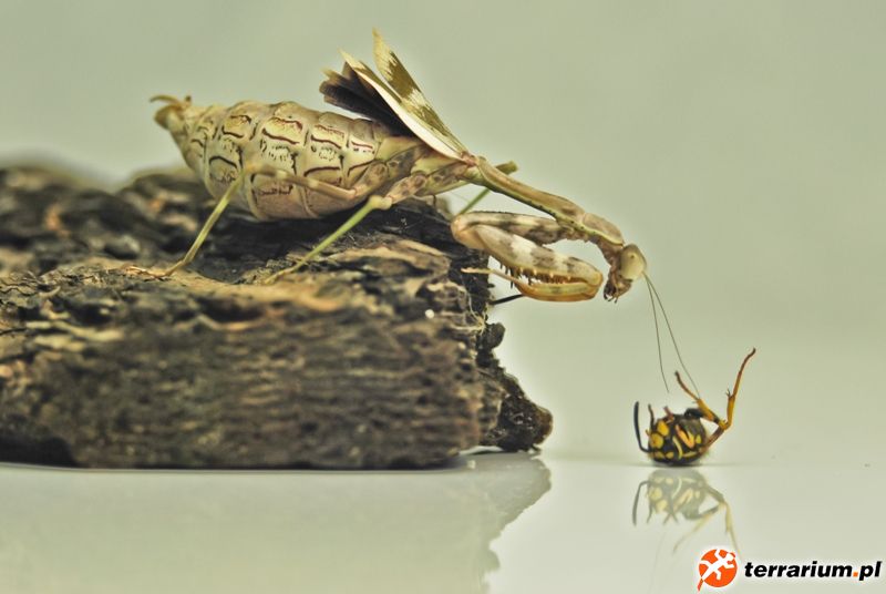 parasphendale agrionina