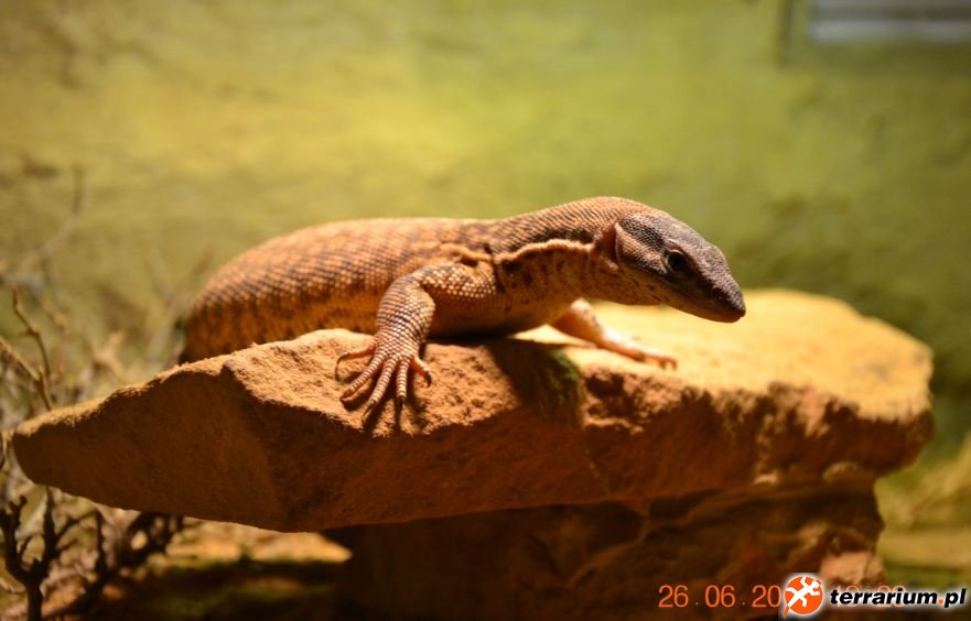 Varanus acanthurus
