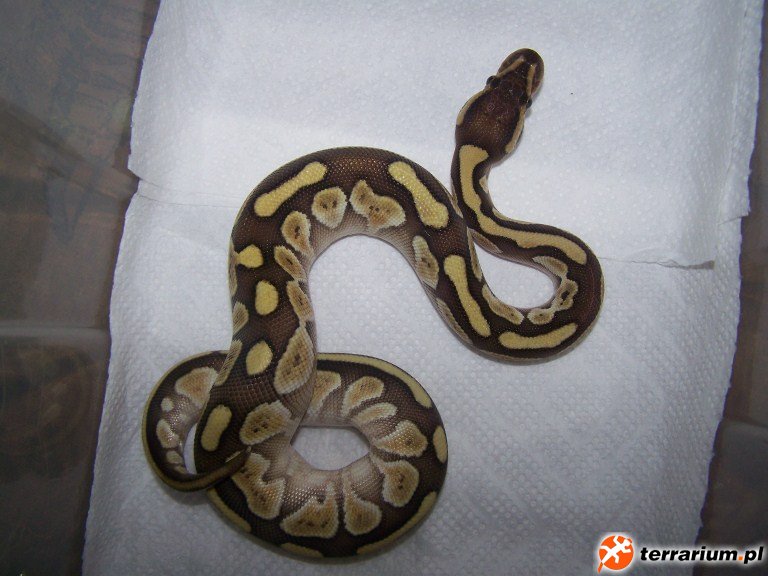 P.regius lesser platinum1
