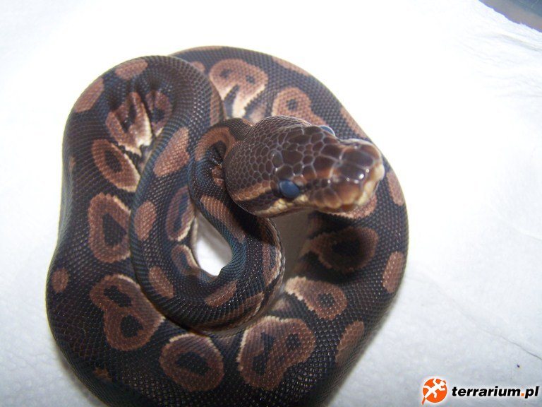 P.regius cinnamon2