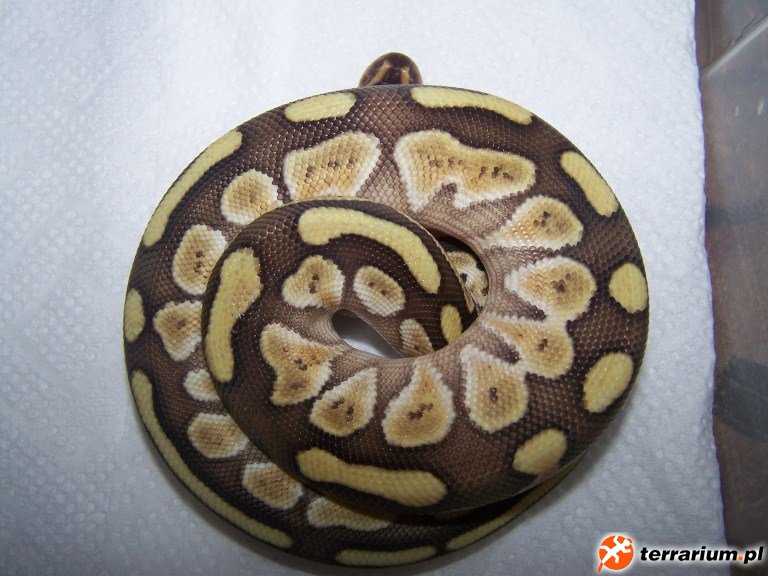P.regius lesser platinum