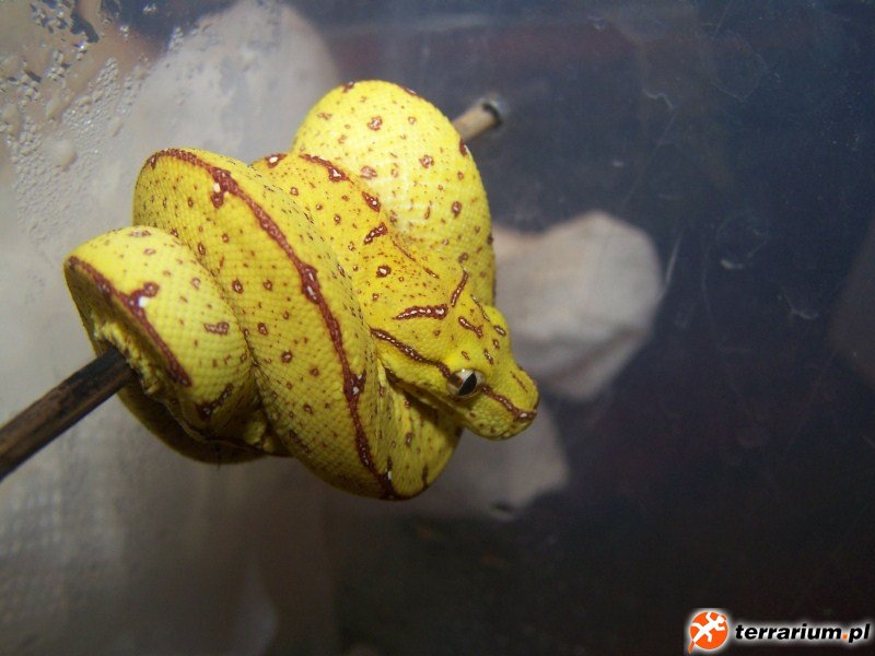 M.viridis jaya pura (800 X 600)