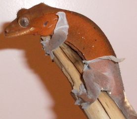 0.1. Red Bi-color 0.1. Red Bi-color