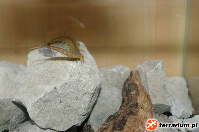 Scolopendra