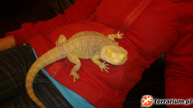 Zdjecia Agama (1)