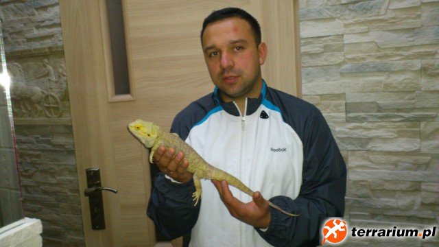 Zdjecia Agama